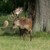 Red Deer
